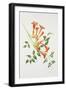 Trumpet Vine-Sally Crosthwaite-Framed Giclee Print