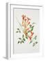 Trumpet Vine-Sally Crosthwaite-Framed Giclee Print