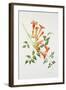 Trumpet Vine-Sally Crosthwaite-Framed Giclee Print