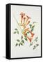 Trumpet Vine-Sally Crosthwaite-Framed Stretched Canvas