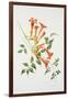 Trumpet Vine-Sally Crosthwaite-Framed Giclee Print