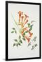 Trumpet Vine-Sally Crosthwaite-Framed Giclee Print