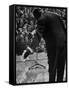 Trumpeter Louis Armstrong Bowing to a Spellbound Dutch Audience During a Concert with His Band-John Loengard-Framed Stretched Canvas