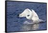 Trumpeter Swan (Cygnus Buccinator) Charging a Rival on Water, While Wintering on St. Croix River-Lynn M^ Stone-Framed Stretched Canvas