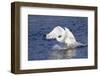 Trumpeter Swan (Cygnus Buccinator) Charging a Rival on Water, While Wintering on St. Croix River-Lynn M^ Stone-Framed Photographic Print