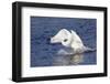 Trumpeter Swan (Cygnus Buccinator) Charging a Rival on Water, While Wintering on St. Croix River-Lynn M^ Stone-Framed Photographic Print