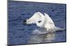 Trumpeter Swan (Cygnus Buccinator) Charging a Rival on Water, While Wintering on St. Croix River-Lynn M^ Stone-Mounted Photographic Print