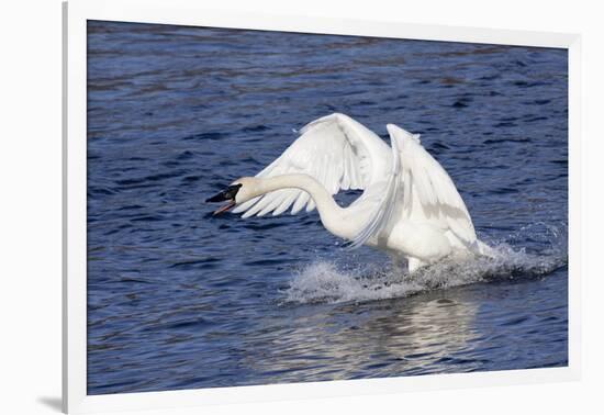 Trumpeter Swan (Cygnus Buccinator) Charging a Rival on Water, While Wintering on St. Croix River-Lynn M^ Stone-Framed Photographic Print