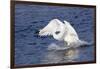 Trumpeter Swan (Cygnus Buccinator) Charging a Rival on Water, While Wintering on St. Croix River-Lynn M^ Stone-Framed Photographic Print