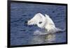 Trumpeter Swan (Cygnus Buccinator) Charging a Rival on Water, While Wintering on St. Croix River-Lynn M^ Stone-Framed Photographic Print