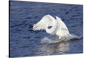 Trumpeter Swan (Cygnus Buccinator) Charging a Rival on Water, While Wintering on St. Croix River-Lynn M^ Stone-Stretched Canvas