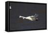 Trumpeter Swan (Cygnus Buccinator) in Flight-Lynn M^ Stone-Framed Stretched Canvas