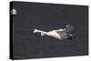 Trumpeter Swan (Cygnus Buccinator) in Flight-Lynn M^ Stone-Stretched Canvas