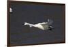 Trumpeter Swan (Cygnus Buccinator) in Flight-Lynn M^ Stone-Framed Photographic Print