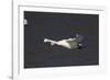 Trumpeter Swan (Cygnus Buccinator) in Flight-Lynn M^ Stone-Framed Photographic Print