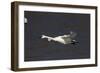 Trumpeter Swan (Cygnus Buccinator) in Flight-Lynn M^ Stone-Framed Photographic Print