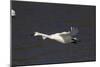 Trumpeter Swan (Cygnus Buccinator) in Flight-Lynn M^ Stone-Mounted Photographic Print