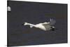 Trumpeter Swan (Cygnus Buccinator) in Flight-Lynn M^ Stone-Stretched Canvas