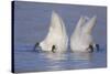 Trumpeter Swan (Cygnus Buccinator) Pair -Bobbing- to Feed, Early Morning on St. Croix River-Lynn M^ Stone-Stretched Canvas