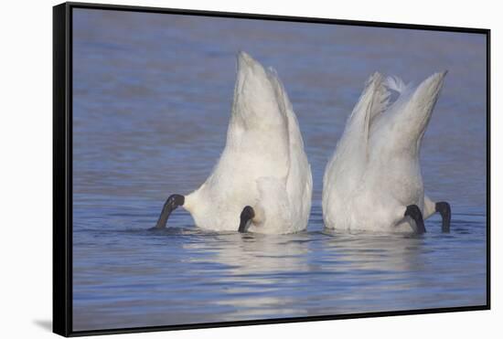 Trumpeter Swan (Cygnus Buccinator) Pair -Bobbing- to Feed, Early Morning on St. Croix River-Lynn M^ Stone-Framed Stretched Canvas