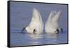 Trumpeter Swan (Cygnus Buccinator) Pair -Bobbing- to Feed, Early Morning on St. Croix River-Lynn M^ Stone-Framed Stretched Canvas