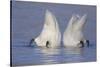 Trumpeter Swan (Cygnus Buccinator) Pair -Bobbing- to Feed, Early Morning on St. Croix River-Lynn M^ Stone-Stretched Canvas