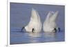 Trumpeter Swan (Cygnus Buccinator) Pair -Bobbing- to Feed, Early Morning on St. Croix River-Lynn M^ Stone-Framed Photographic Print
