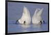 Trumpeter Swan (Cygnus Buccinator) Pair -Bobbing- to Feed, Early Morning on St. Croix River-Lynn M^ Stone-Framed Photographic Print