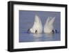 Trumpeter Swan (Cygnus Buccinator) Pair -Bobbing- to Feed, Early Morning on St. Croix River-Lynn M^ Stone-Framed Photographic Print