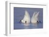 Trumpeter Swan (Cygnus Buccinator) Pair -Bobbing- to Feed, Early Morning on St. Croix River-Lynn M^ Stone-Framed Photographic Print