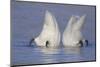 Trumpeter Swan (Cygnus Buccinator) Pair -Bobbing- to Feed, Early Morning on St. Croix River-Lynn M^ Stone-Mounted Photographic Print
