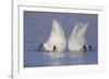 Trumpeter Swan (Cygnus Buccinator) Pair -Bobbing- to Feed, Early Morning on St. Croix River-Lynn M^ Stone-Framed Photographic Print