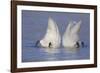 Trumpeter Swan (Cygnus Buccinator) Pair -Bobbing- to Feed, Early Morning on St. Croix River-Lynn M^ Stone-Framed Photographic Print