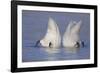 Trumpeter Swan (Cygnus Buccinator) Pair -Bobbing- to Feed, Early Morning on St. Croix River-Lynn M^ Stone-Framed Photographic Print