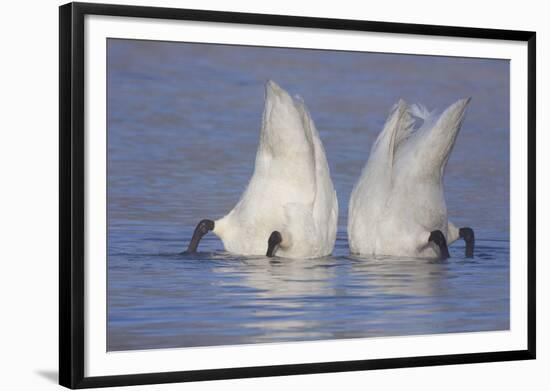 Trumpeter Swan (Cygnus Buccinator) Pair -Bobbing- to Feed, Early Morning on St. Croix River-Lynn M^ Stone-Framed Photographic Print