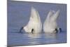 Trumpeter Swan (Cygnus Buccinator) Pair -Bobbing- to Feed, Early Morning on St. Croix River-Lynn M^ Stone-Mounted Photographic Print