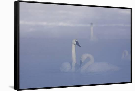 Trumpeter Swan (Cygnus Buccinator) Pair in Ice Fog-Lynn M^ Stone-Framed Stretched Canvas