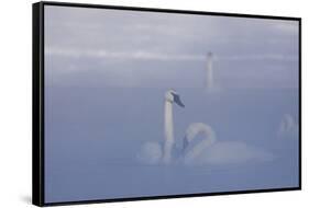 Trumpeter Swan (Cygnus Buccinator) Pair in Ice Fog-Lynn M^ Stone-Framed Stretched Canvas