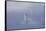 Trumpeter Swan (Cygnus Buccinator) Pair in Ice Fog-Lynn M^ Stone-Framed Stretched Canvas
