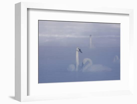 Trumpeter Swan (Cygnus Buccinator) Pair in Ice Fog-Lynn M^ Stone-Framed Photographic Print