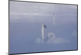 Trumpeter Swan (Cygnus Buccinator) Pair in Ice Fog-Lynn M^ Stone-Mounted Photographic Print