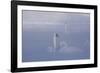 Trumpeter Swan (Cygnus Buccinator) Pair in Ice Fog-Lynn M^ Stone-Framed Photographic Print