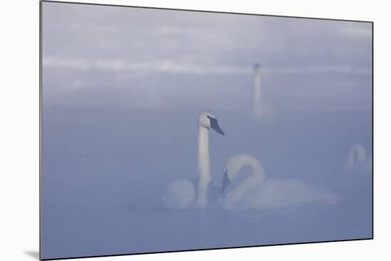 Trumpeter Swan (Cygnus Buccinator) Pair in Ice Fog-Lynn M^ Stone-Mounted Photographic Print