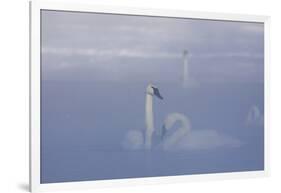 Trumpeter Swan (Cygnus Buccinator) Pair in Ice Fog-Lynn M^ Stone-Framed Photographic Print