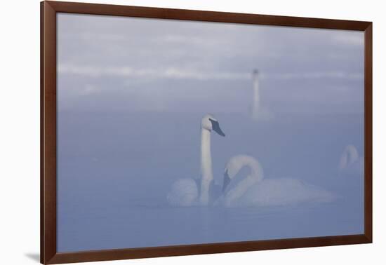 Trumpeter Swan (Cygnus Buccinator) Pair in Ice Fog-Lynn M^ Stone-Framed Photographic Print