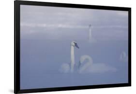Trumpeter Swan (Cygnus Buccinator) Pair in Ice Fog-Lynn M^ Stone-Framed Photographic Print