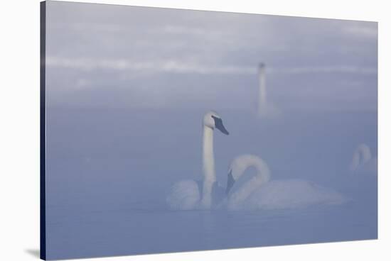 Trumpeter Swan (Cygnus Buccinator) Pair in Ice Fog-Lynn M^ Stone-Stretched Canvas