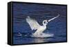 Trumpeter Swan (Cygnus Buccinator) Splashing Down from Flight, While Wintering on Mississippi River-Lynn M^ Stone-Framed Stretched Canvas