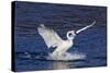 Trumpeter Swan (Cygnus Buccinator) Splashing Down from Flight, While Wintering on Mississippi River-Lynn M^ Stone-Stretched Canvas
