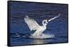 Trumpeter Swan (Cygnus Buccinator) Splashing Down from Flight, While Wintering on Mississippi River-Lynn M^ Stone-Framed Stretched Canvas